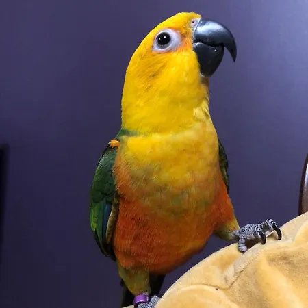 Bed & Breakfast Moulin De Joumard, Gîtes, Et Table D'hôtes De Charme , Jacuzzi, Sauna, Piscine Et Bain Nordique Etablissement 4 étoiles Aubazat